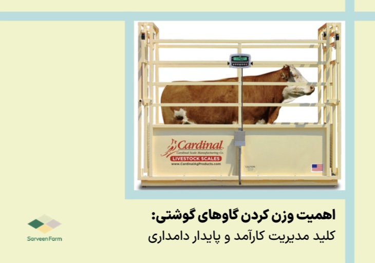 اهمیت وزن کردن گاوهای گوشتی